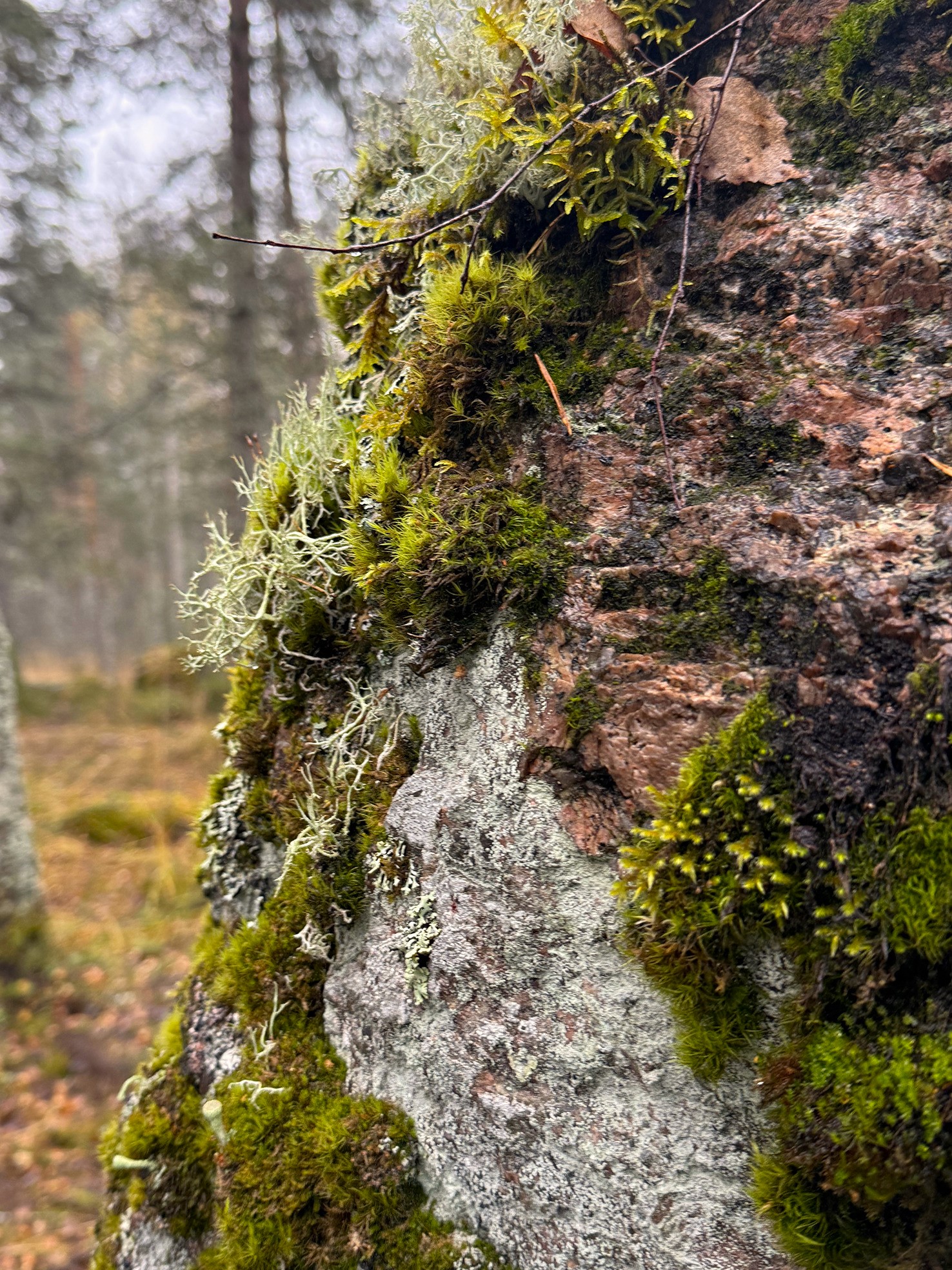 Тур в Светогорск. От дерева в лесу до бумаги в офисе (мини-группа) - 2 дня