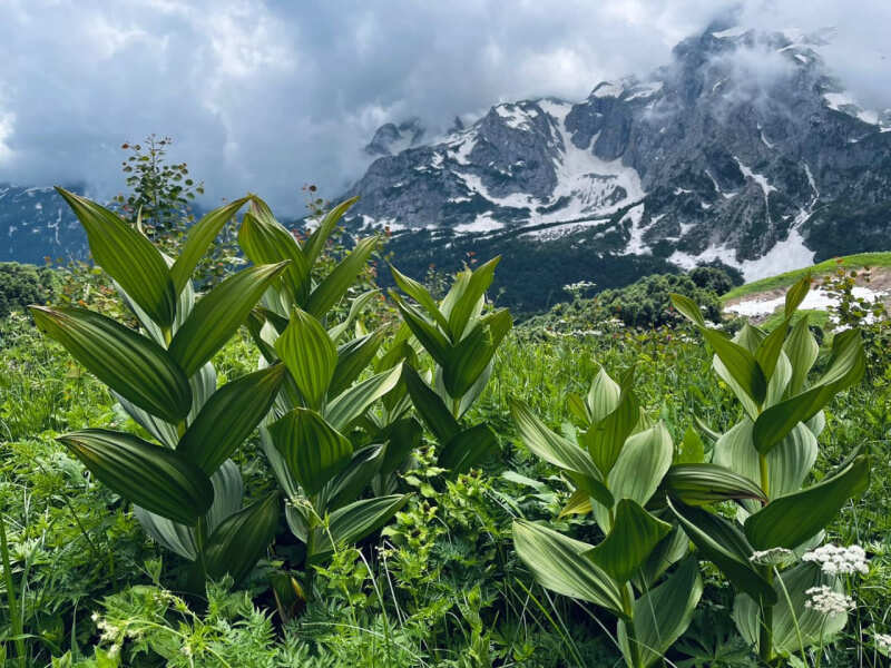 Походы в Гузерипль