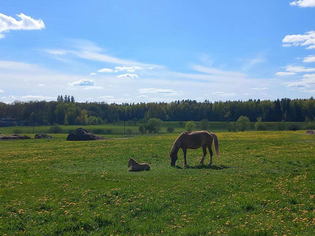 Лошади и замки. Беларусь