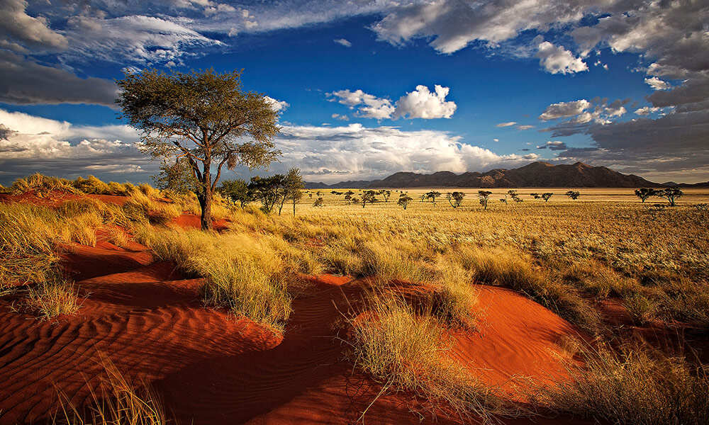 Намибия 9 дней: две пустыни, сафари, океан