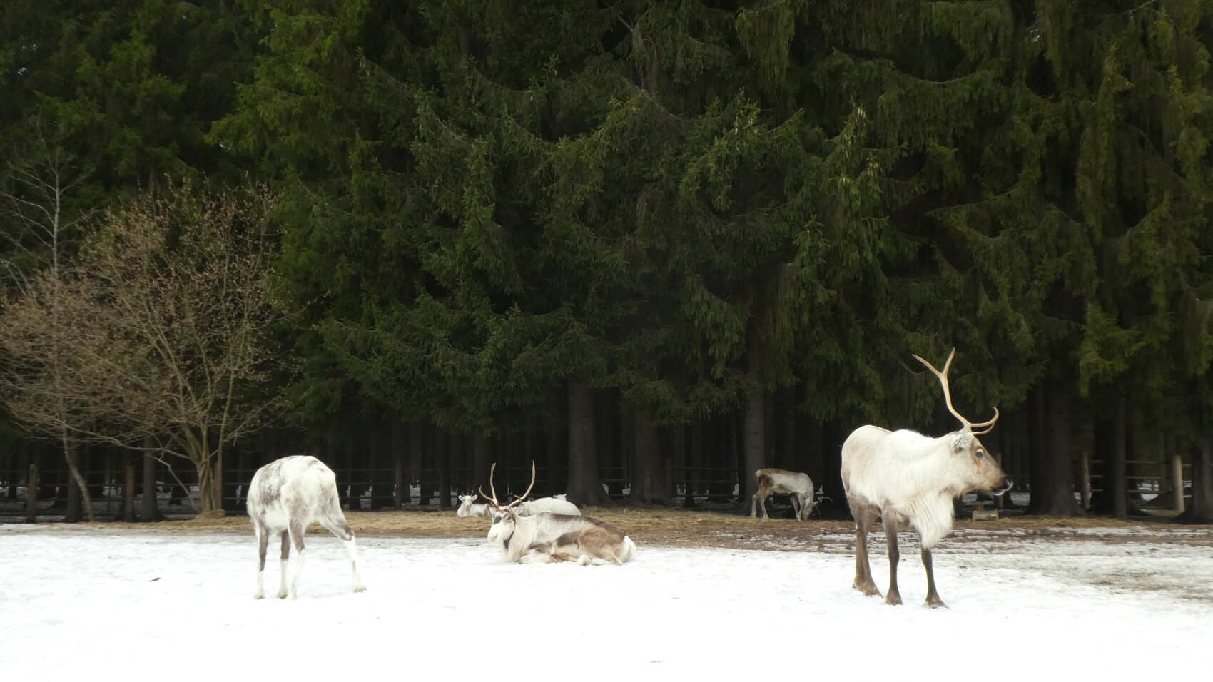 В гости к северным оленям. Однодневный поход.