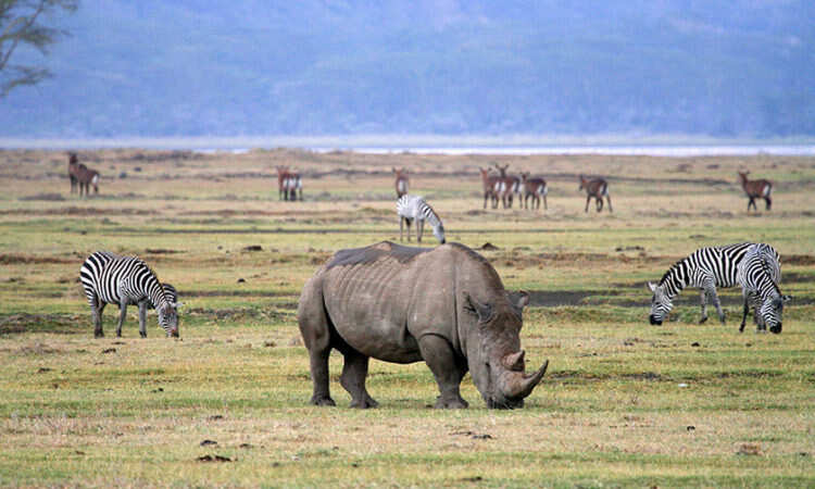 5_dney_tanzaniya_byudzhetnoe_kemping-safari_serengeti_nebolshoy_gruppovoy_tur_tanzaniya