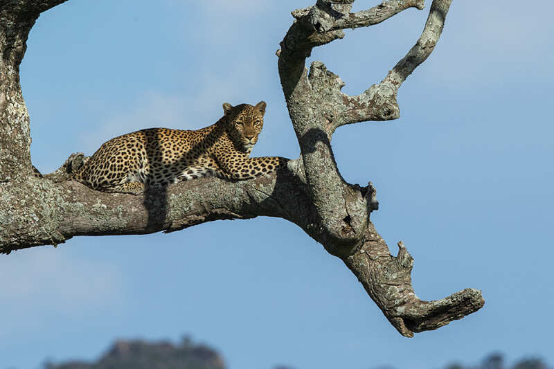5_dney_tanzaniya_byudzhetnoe_kemping-safari_serengeti_nebolshoy_gruppovoy_tur_