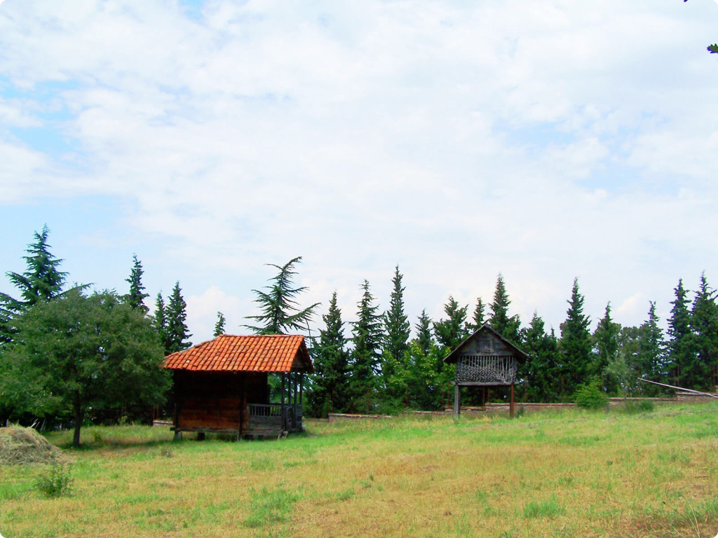Домики и лес