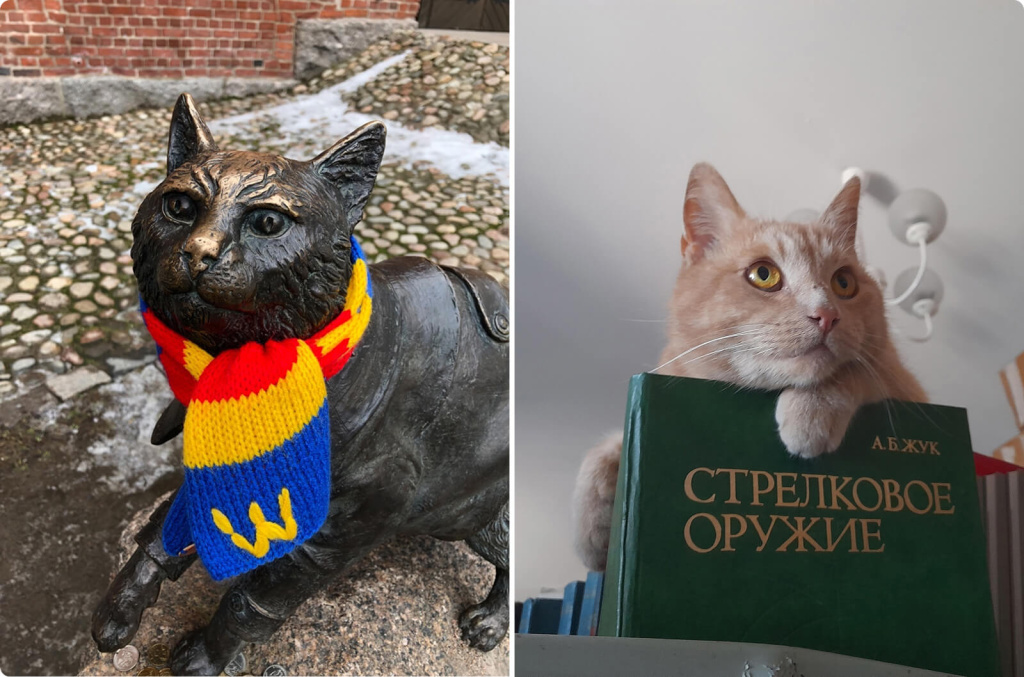 Коты