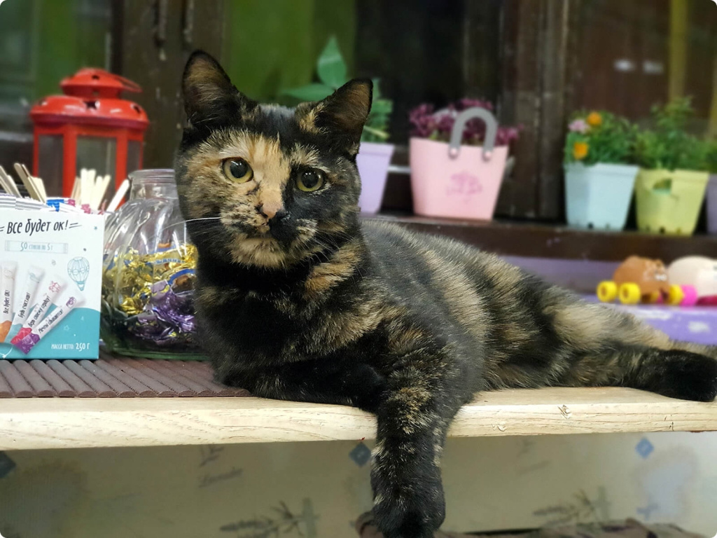 Кошка