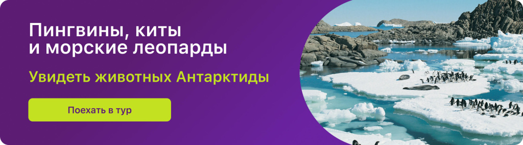 Пингвины, киты и морские леопарды