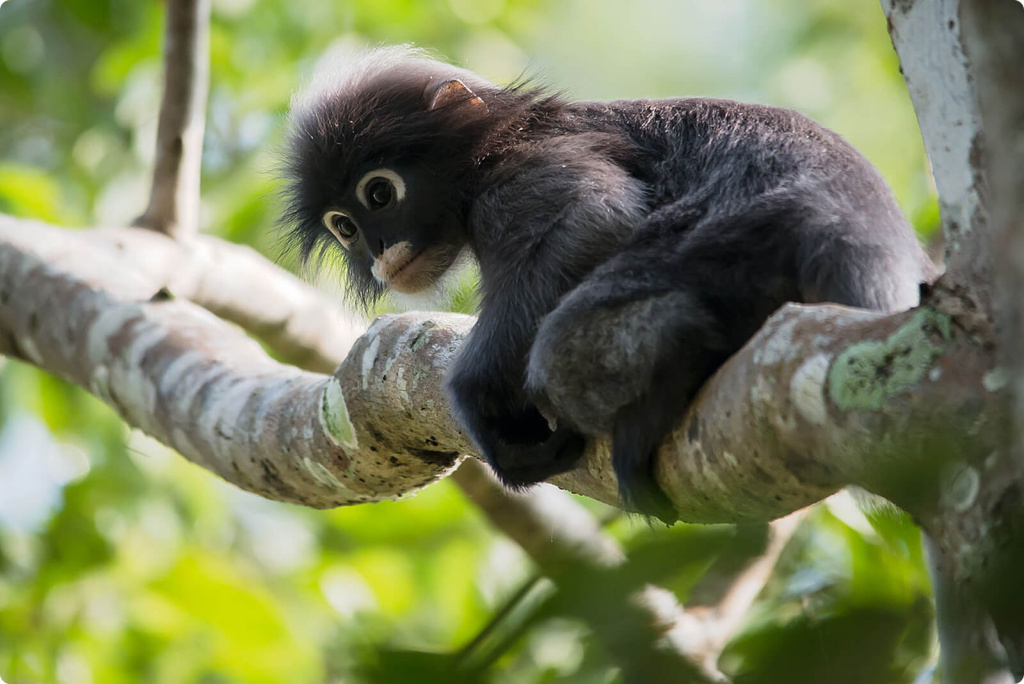 kangkavi_langur.jpg