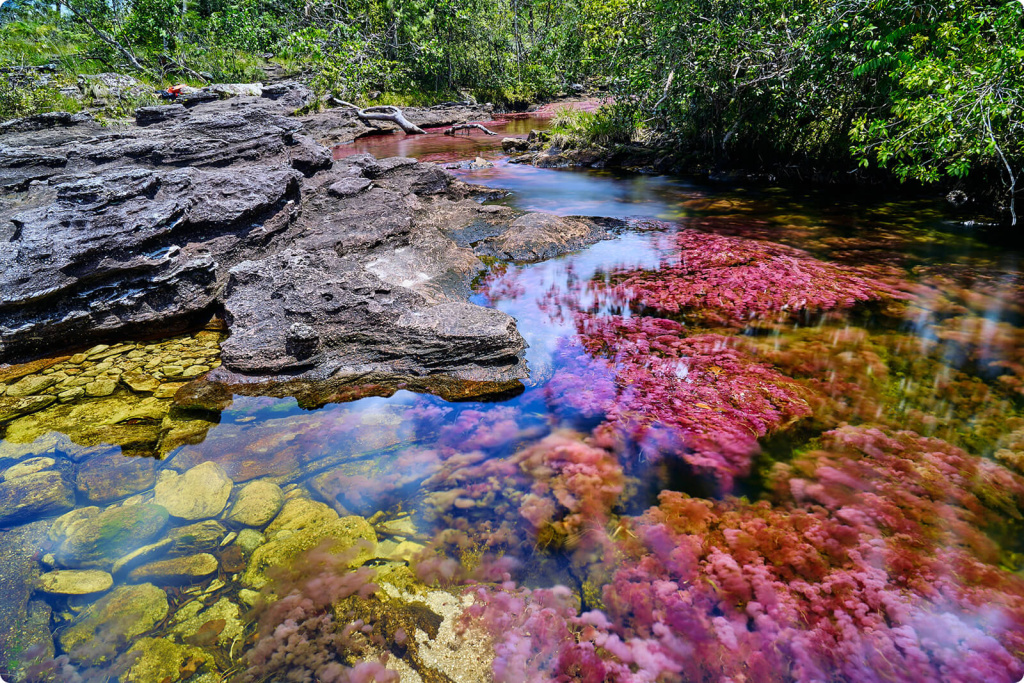 Река с водорослями