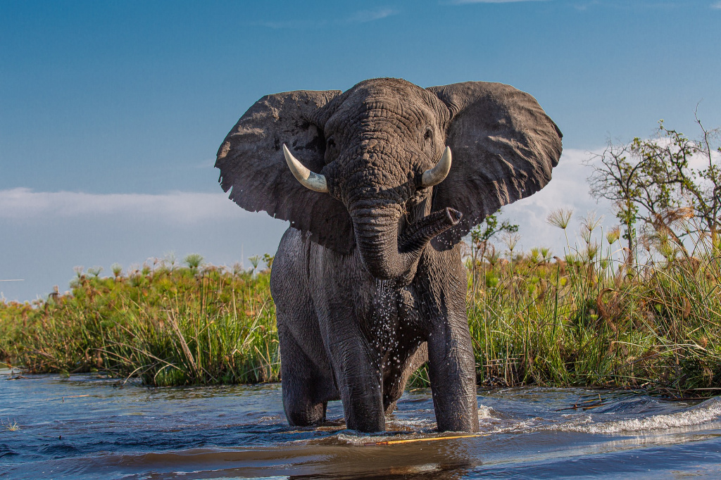 Африканский слон в Ботсване