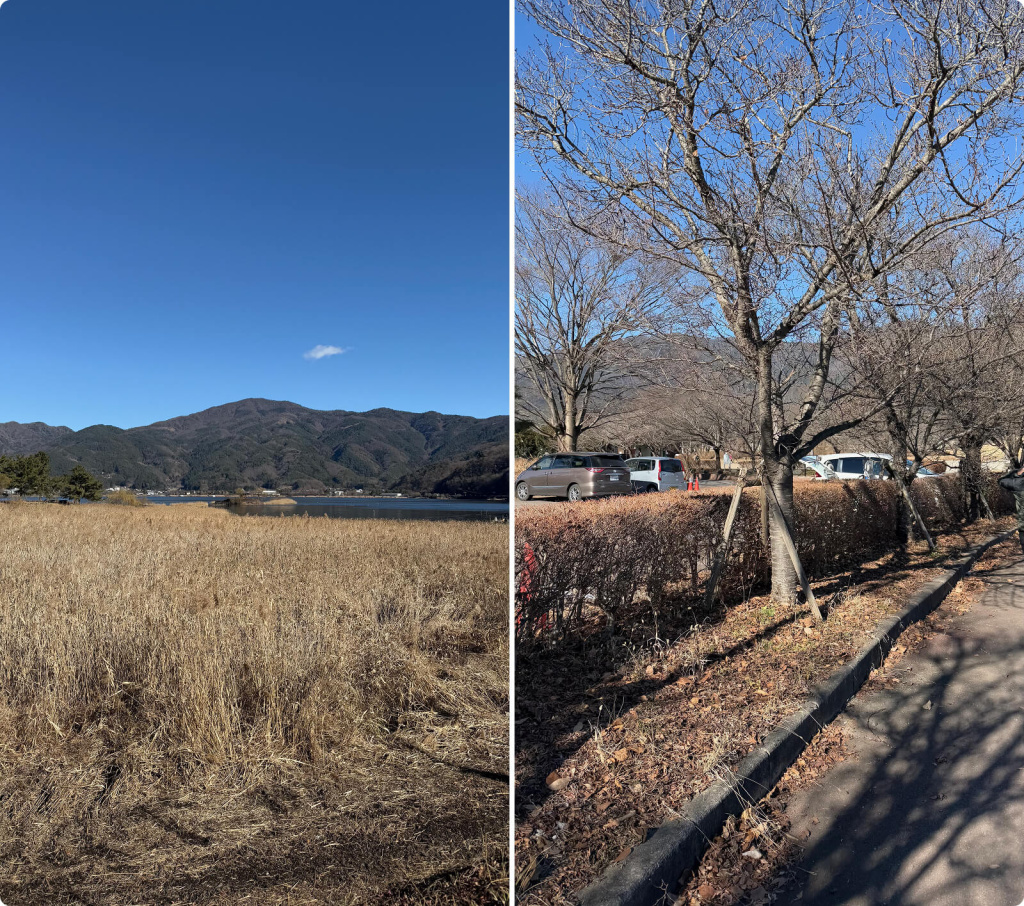 Горы и деревья Горы и деревья