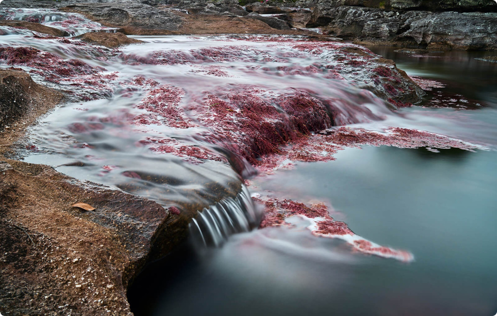 Река и водоросли