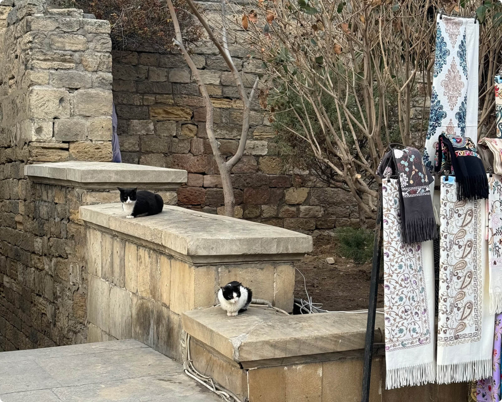 Котики
