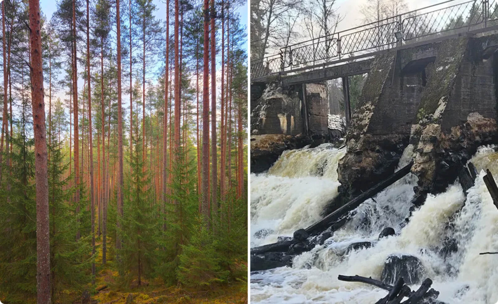Лес и водопад