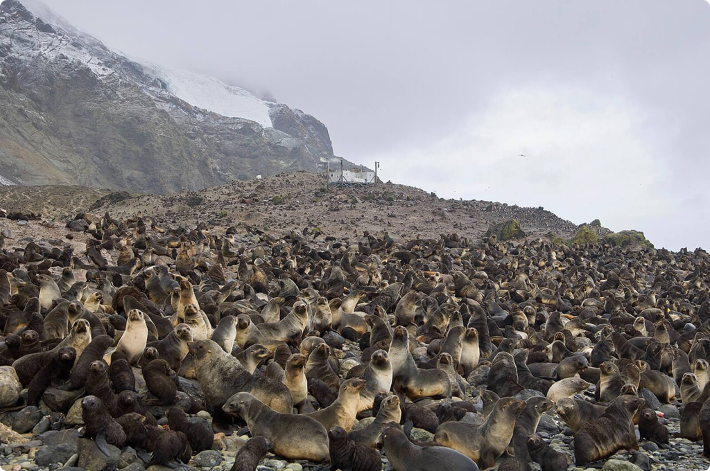 Морские котики