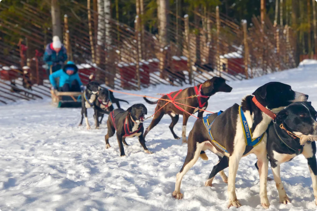 Упряжка с собаками
