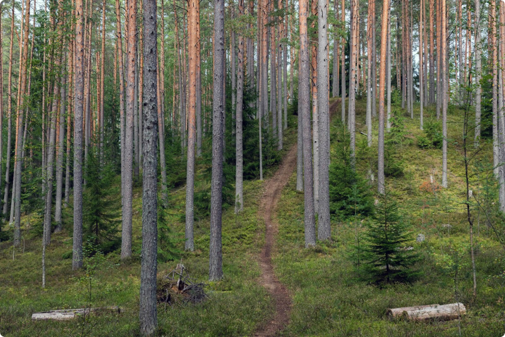 Лес