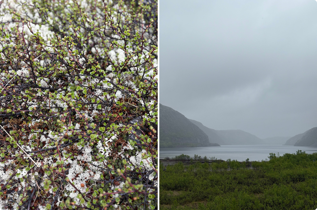 Цветущее дерево