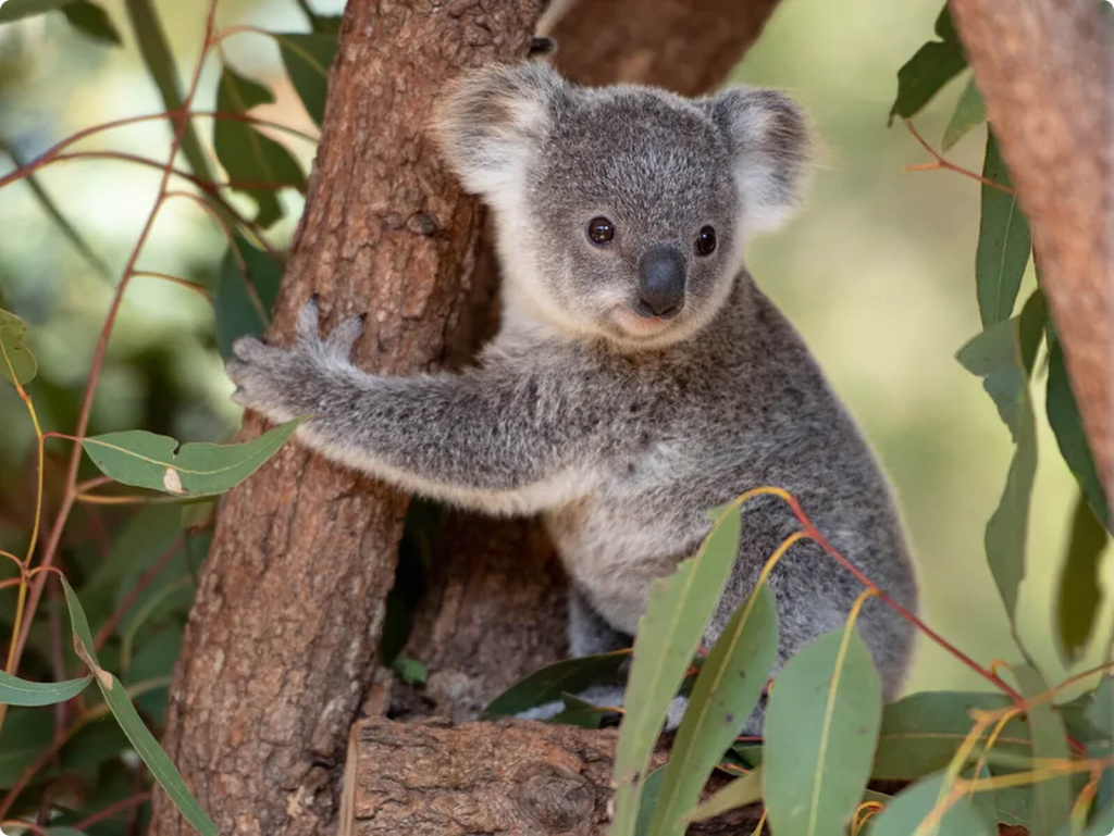 Коала