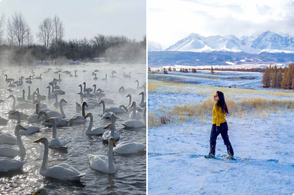 Лебеди, горы и девушка