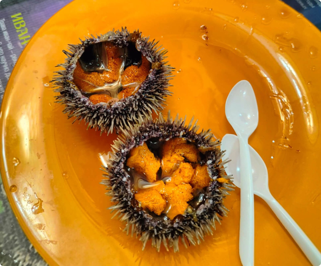 Морские ежи