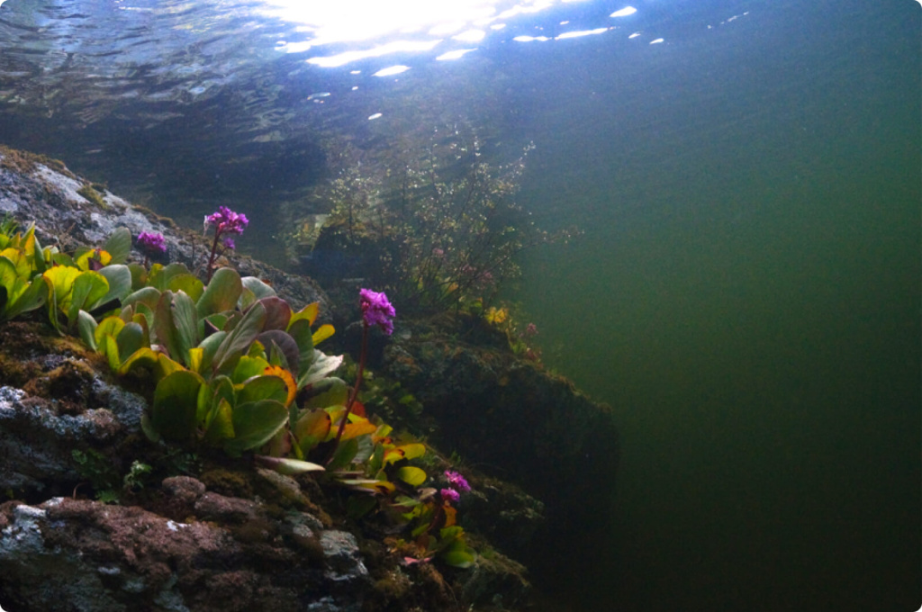 Телецкое озеро под водой