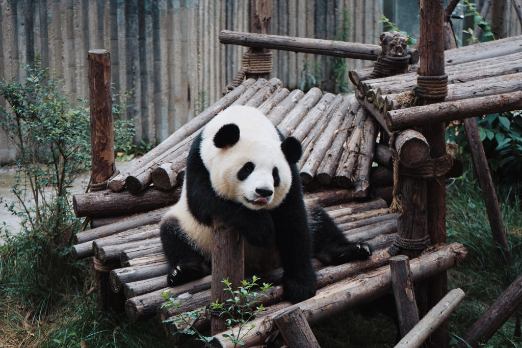 Панды в зоопарках Китая