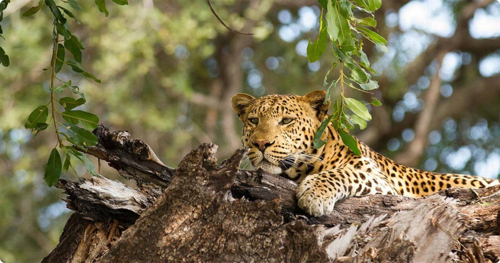 Леопард Леопард