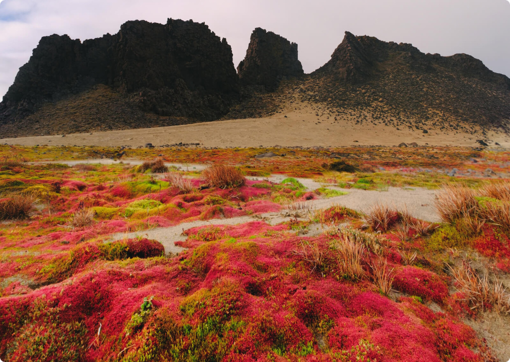 Цветы и горы