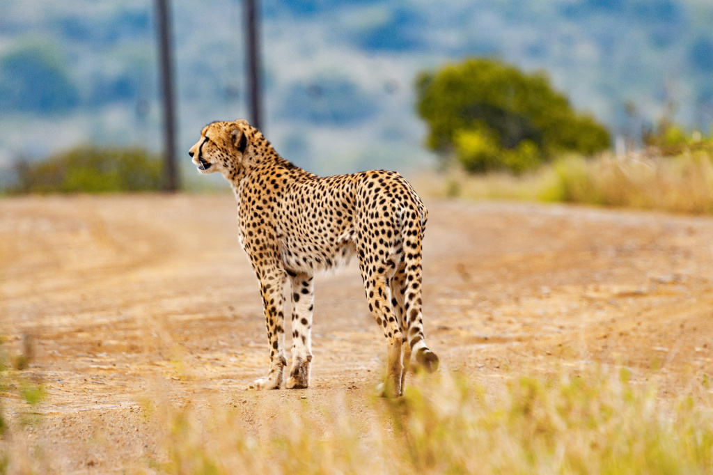 Гепард в Кении в Африке