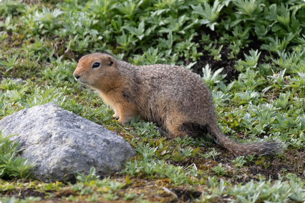 Суслик Суслик