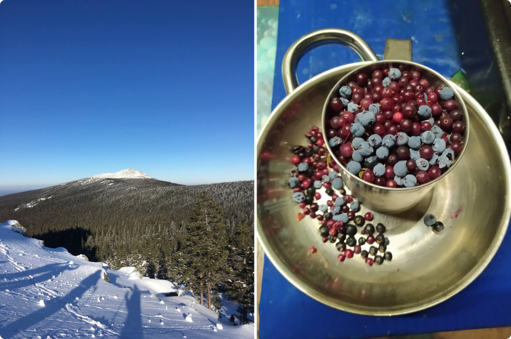 Горы и ягоды