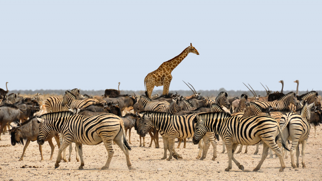 Зебры в ЮАР в Африке