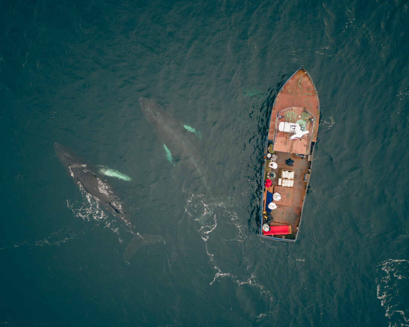 Тур Териберка - в погоне за китами - Кольский полуостров, Териберка,  Мурманск (Экскурсионный) по цене от 35 900 ₽ · YouTravel.Me
