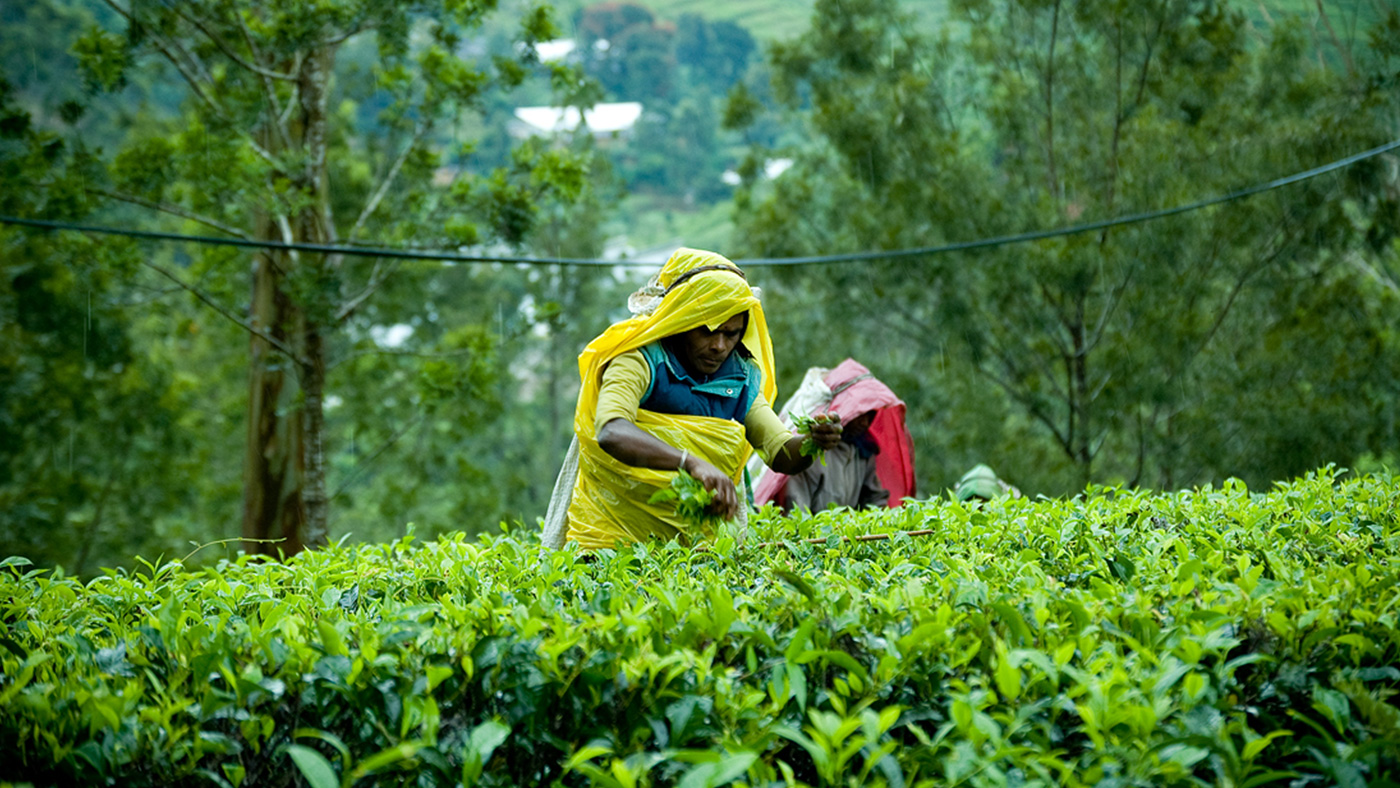 Nuwara Eliya Шри Ланка