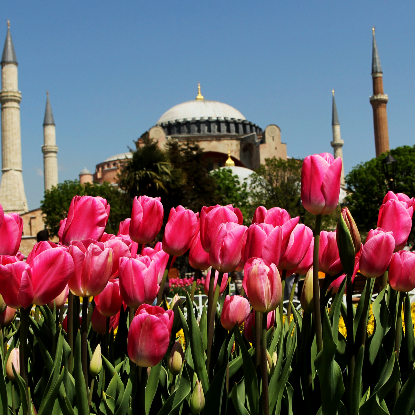 Стамбул экскурсионные туры с перелетом из москвы. Фестиваль тюльпанов в Стамбуле. Цветение тюльпанов в Стамбуле. Стамбул весной.