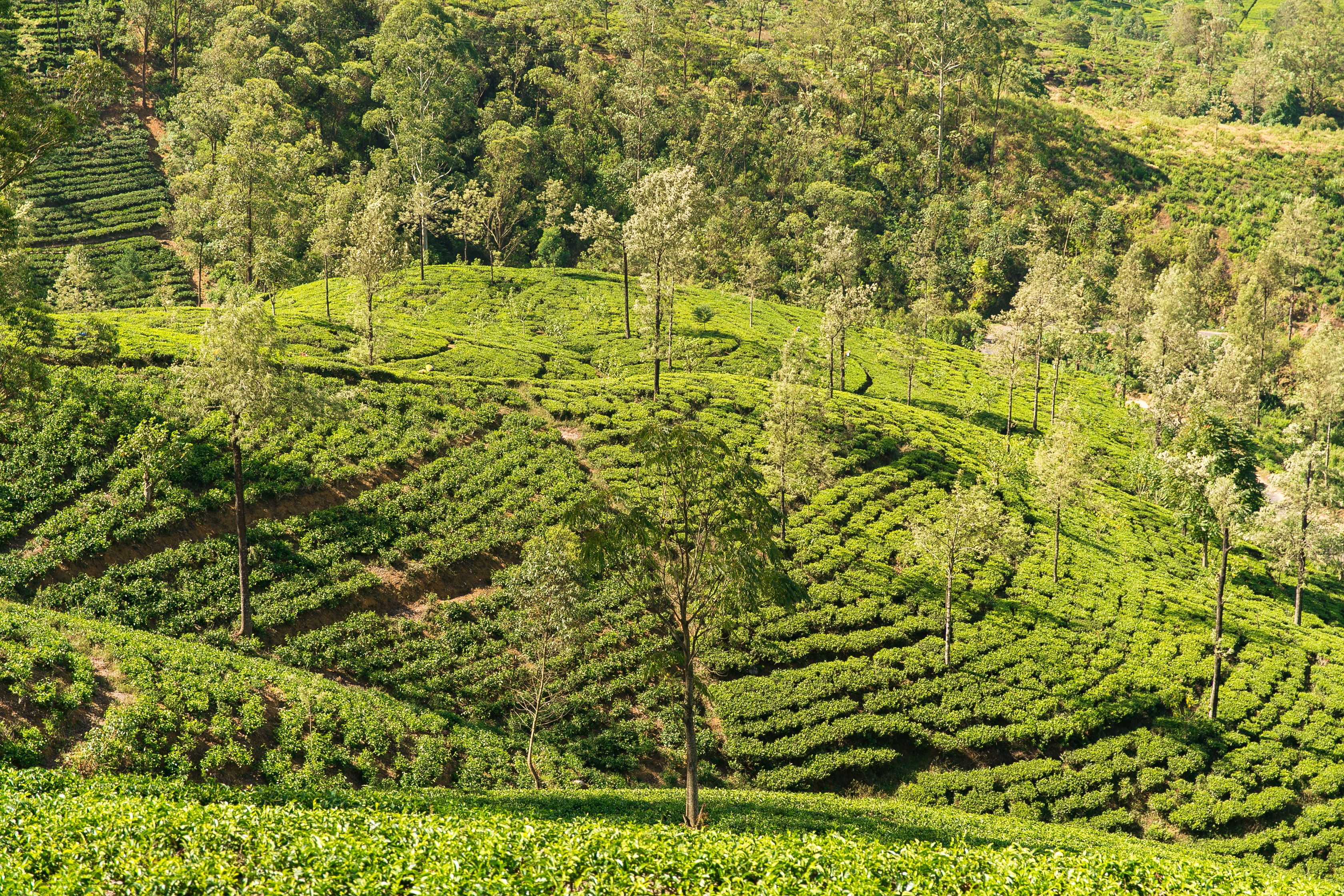 Шри ланка поля. Чайные плантации Нувара Элия. Нувара Элия Шри Ланка плантация. Шри Ланка чайные плантации. Шри Ланка чайные плантации Нувара Элия.