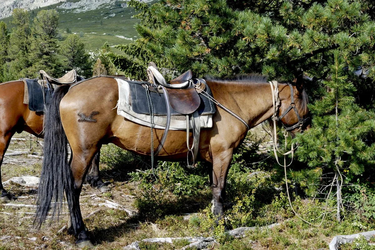 Саяны конный поход. Конный туризм Саян. Седло для лошади. Лошадь под седлом.