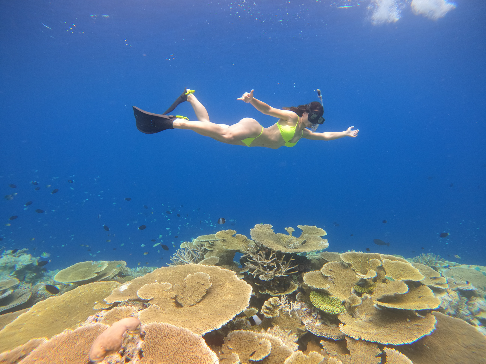 Tropic Tree Maldives снорклинг