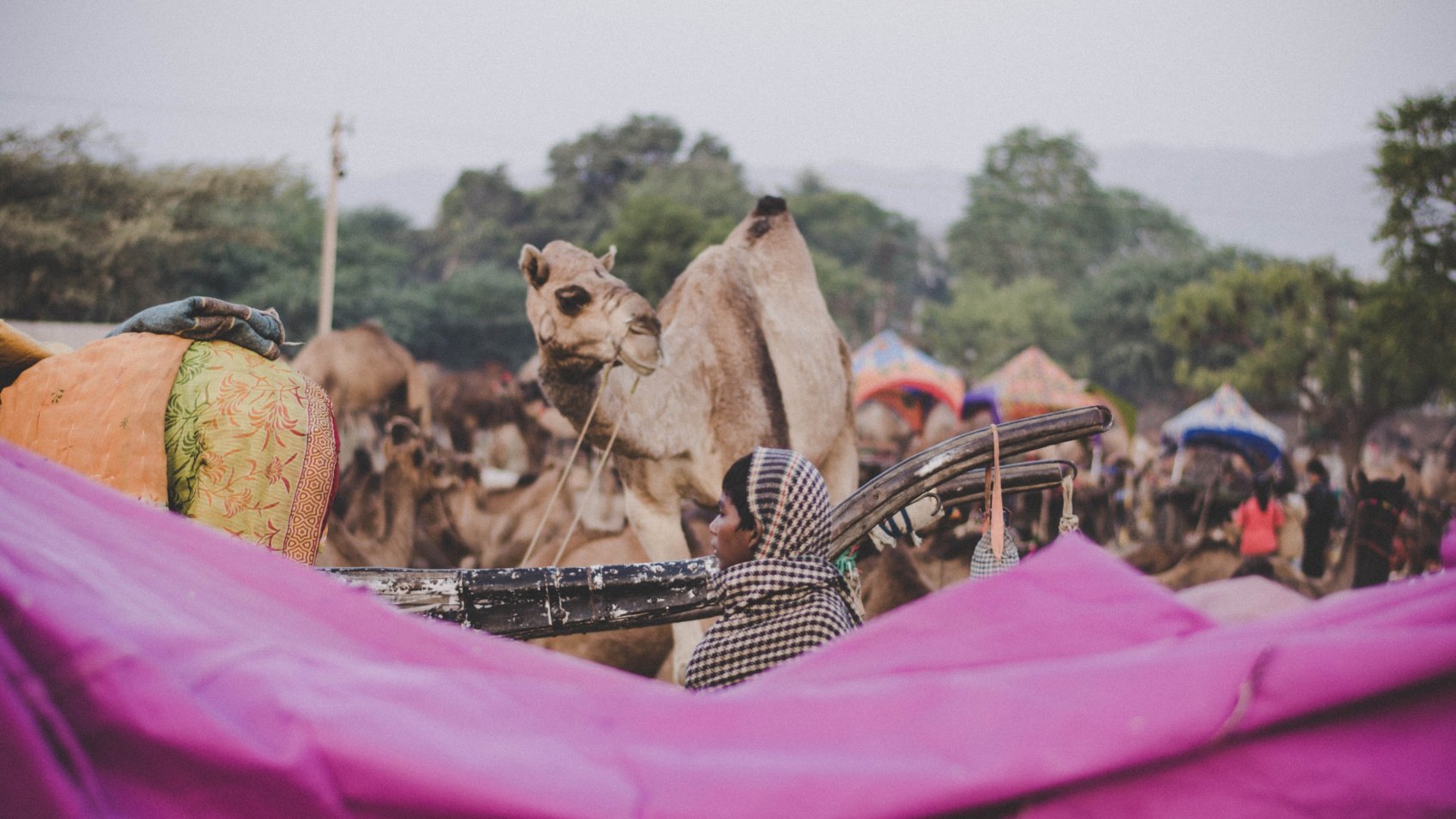 Новое животное на ближнем востоке. Camel Market al Ain. Camel Fair in Pushkar. Индийский украшенный верблюд фото.