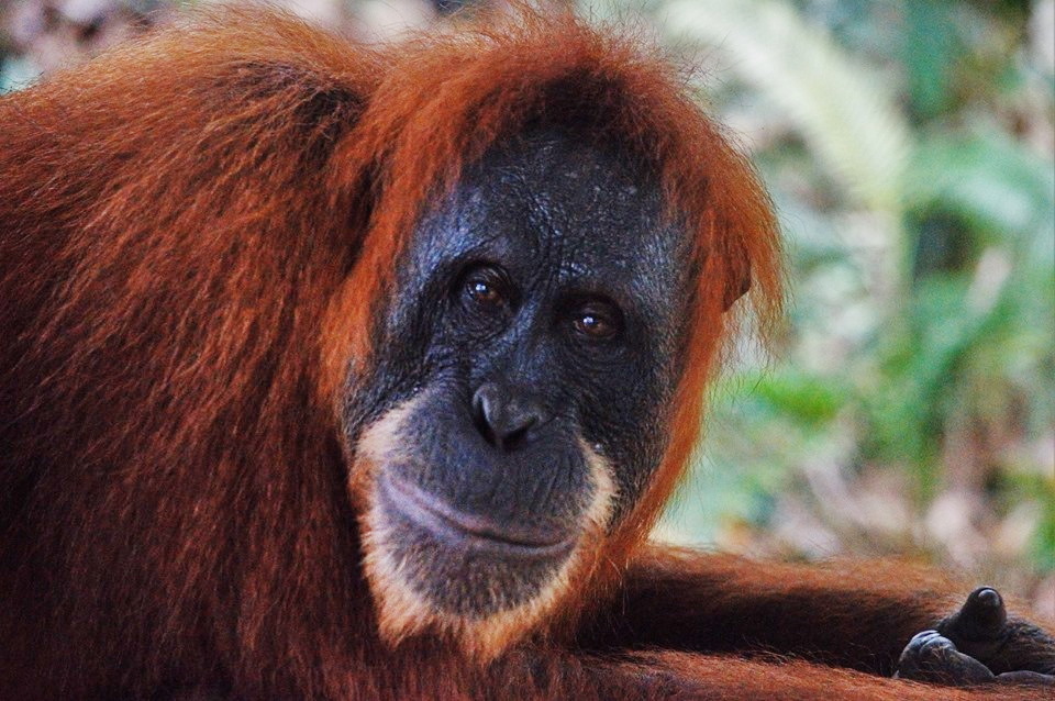 ekspeditsiya_v_plemya_mentavai_k_orangutanam_na_ostrov_sumatra_indoneziya