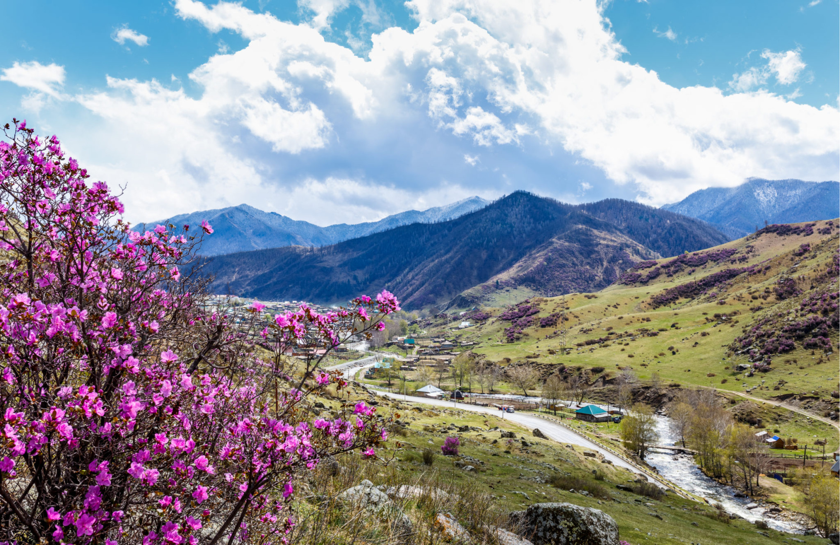 Алтай в мае фото Цветение Маральника - Сиреневые горы Алтая - отдых по цене от 23 000 ₽ - YouTrav