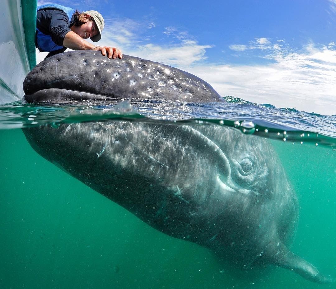 Поцелуй китов, Юкатан и отдых на Карибах