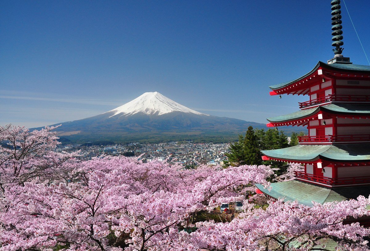 Япония: цветение сакуры и гора Фудзи