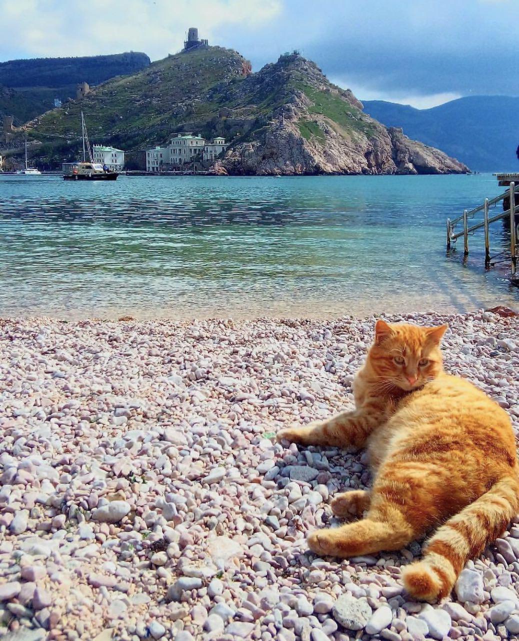 Кот и море. Кот на море. Кот на пляже. Котик отдыхает. Кошка на берегу моря.