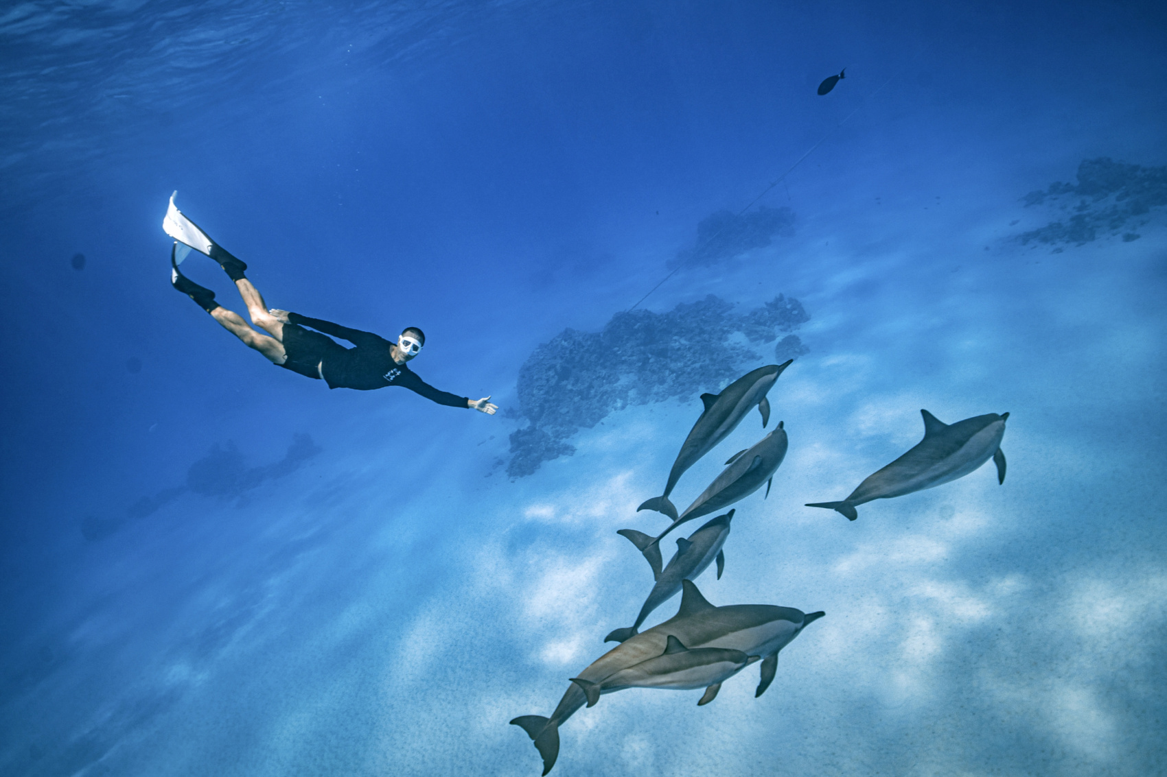 Плавание со свободными дельфинами в Красном Море