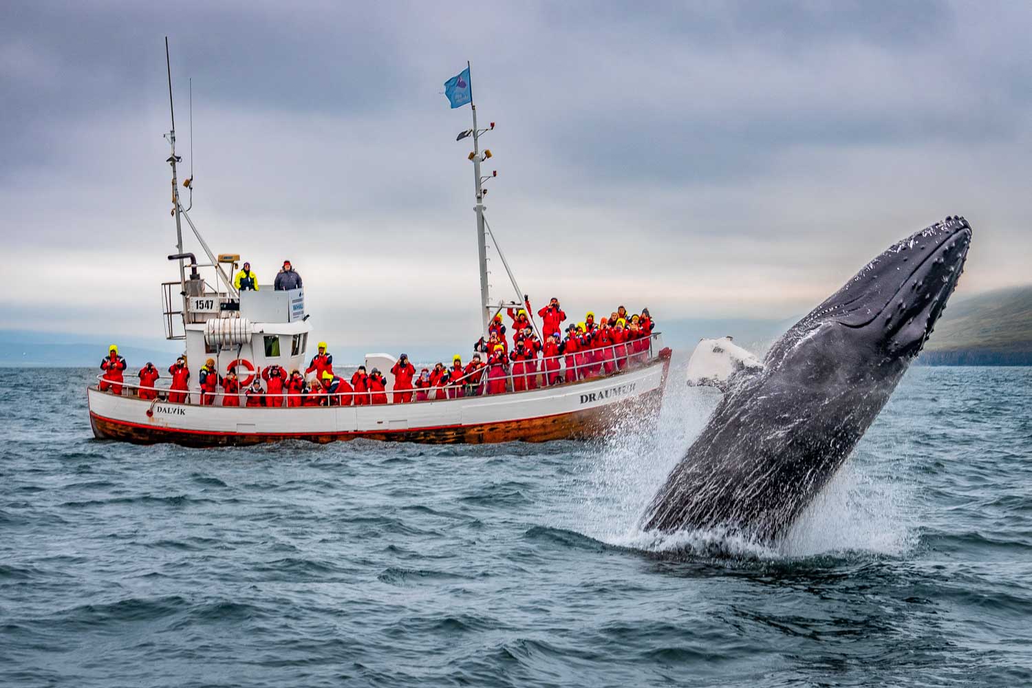 ИСЛАНДИЯ: весь остров+киты