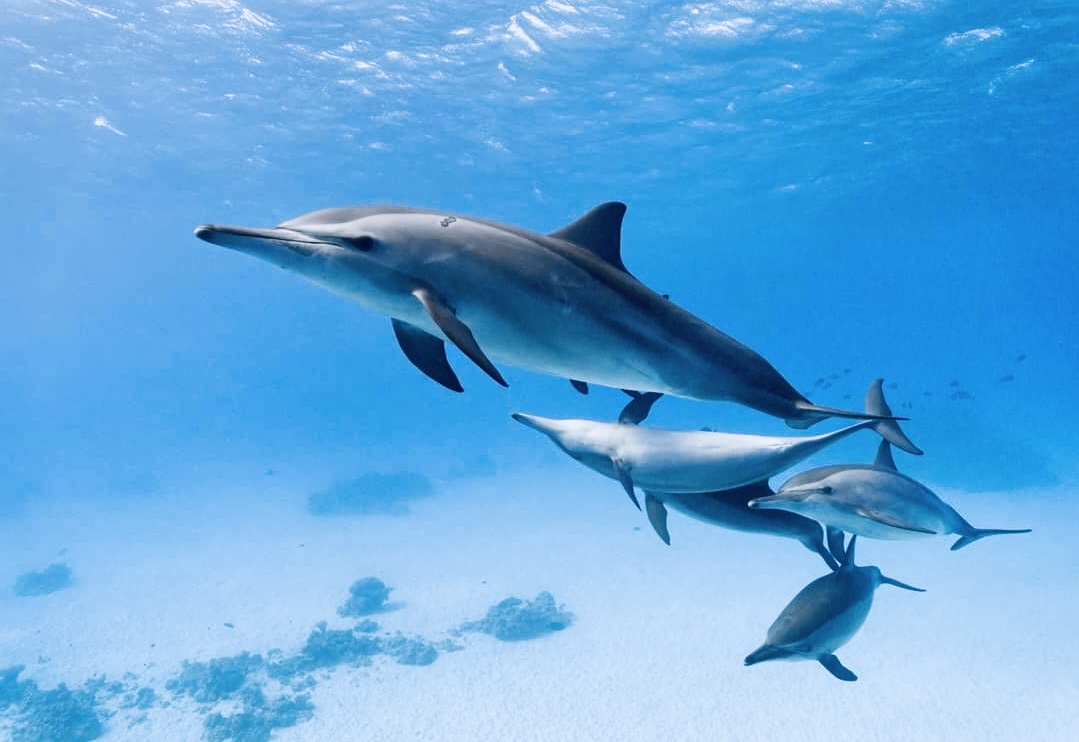 Свободные дельфины