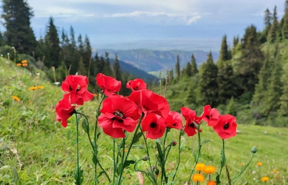Южная Киргизия: горы, люди, традиции (всё включено)