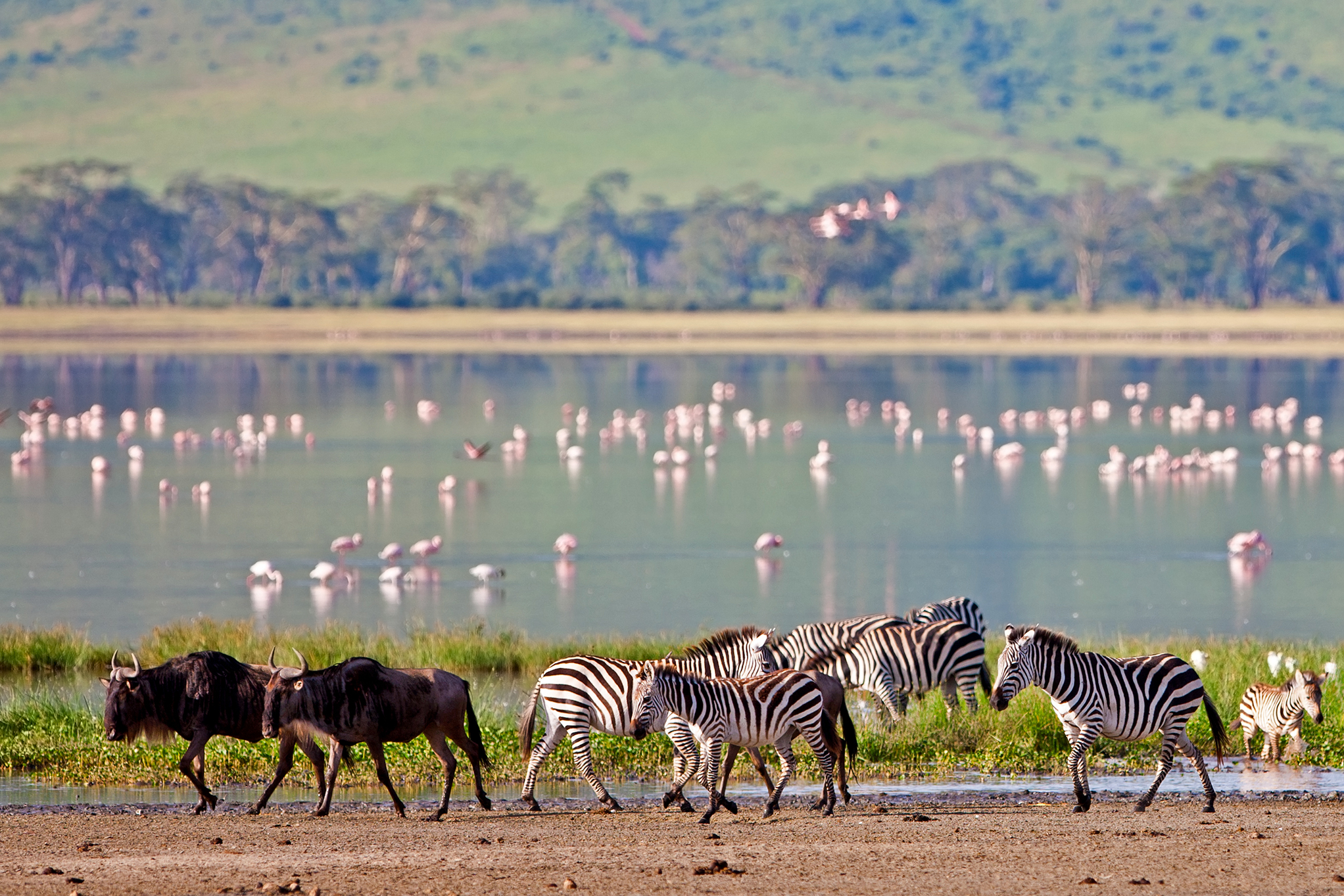Сафари в Танзании Нгоронгоро